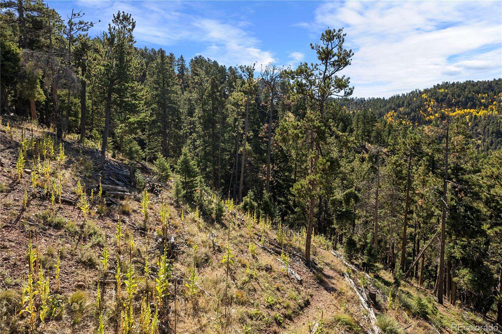 4 Acres of Residential Land for Sale in Larkspur, Colorado