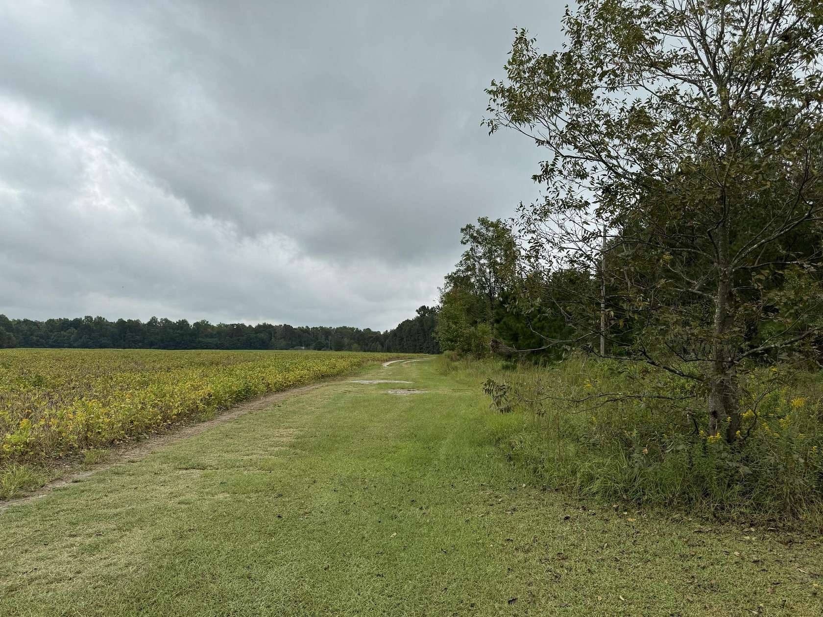 5.8 Acres of Residential Land for Sale in Manning, South Carolina