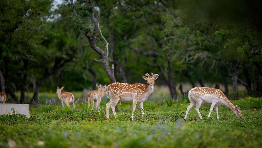 81 Acres of Recreational & Residential Land for Sale in Mountain Home, Texas