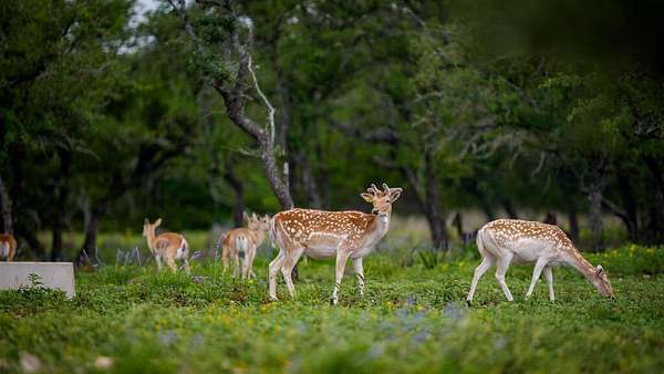 81 Acres of Recreational & Residential Land for Sale in Mountain Home, Texas