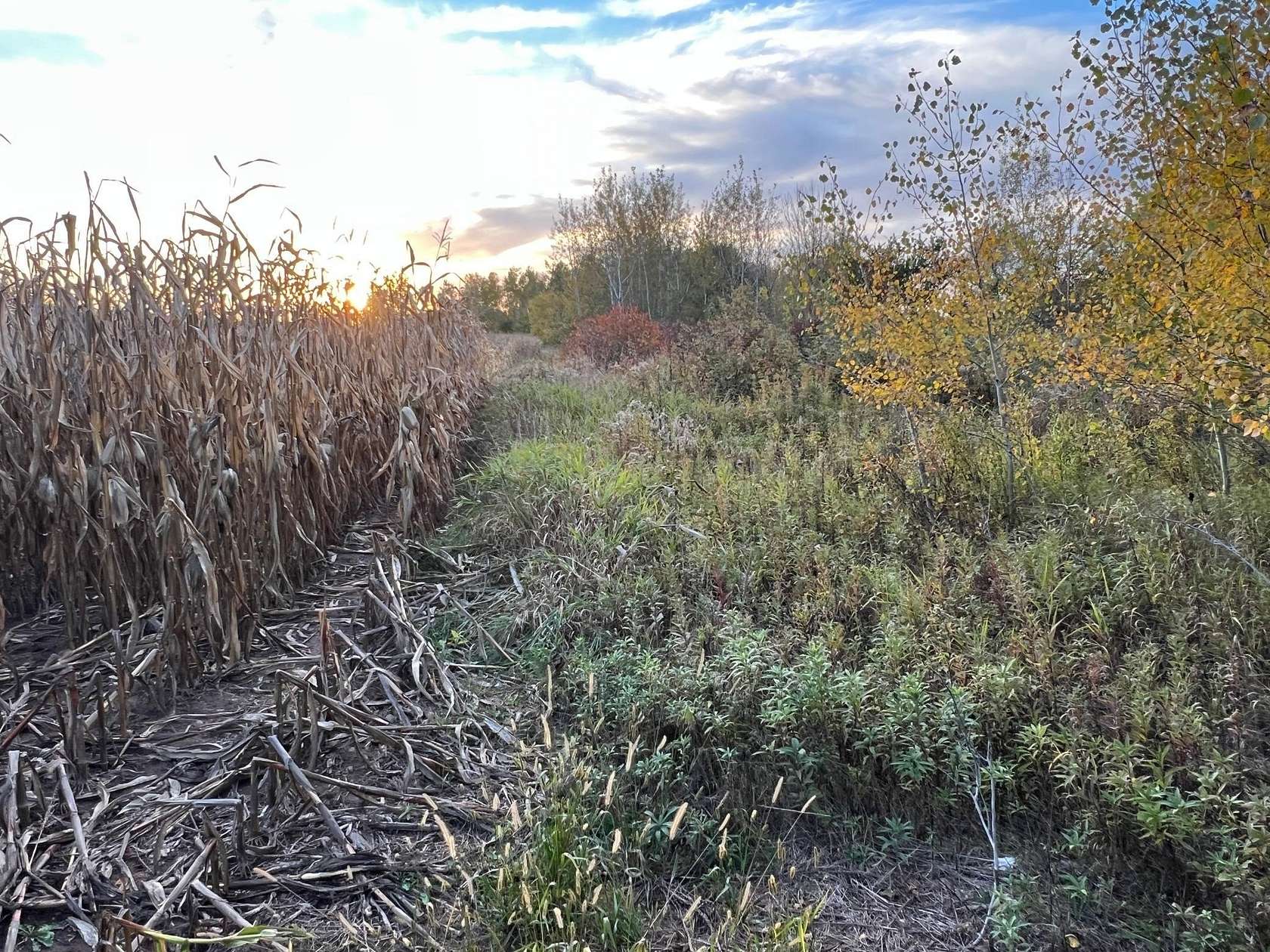 45 Acres of Land for Sale in Pine City, Minnesota