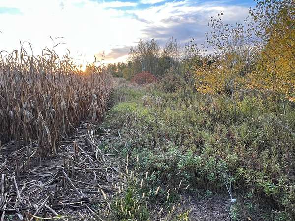45 Acres of Land for Sale in Pine City, Minnesota