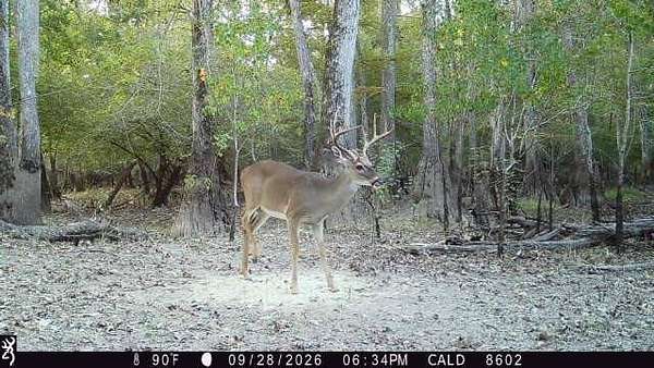 860 Acres of Recreational Land for Sale in Columbia, Louisiana