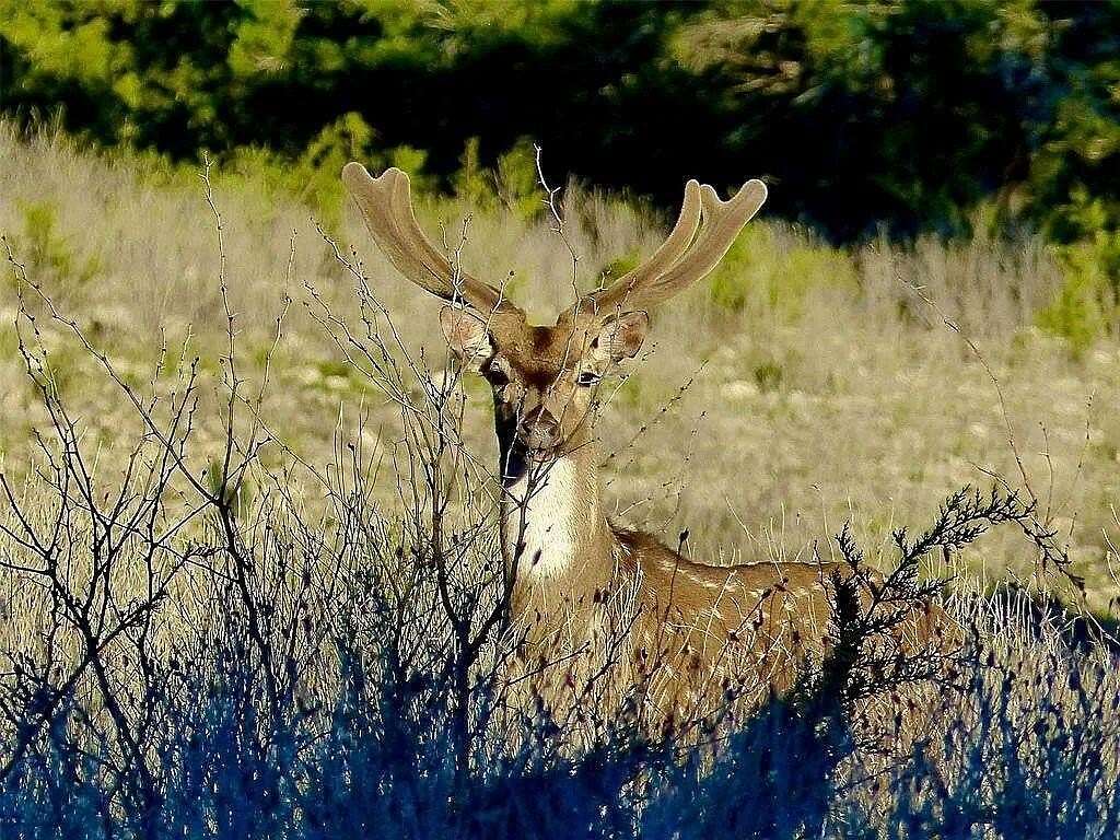 75 Acres of Land for Sale in Junction, Texas