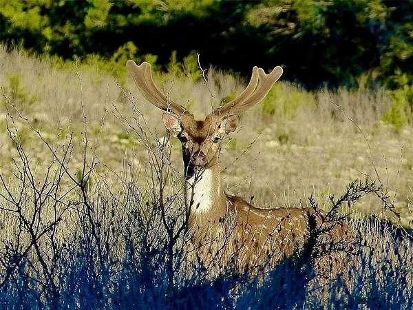 75 Acres of Land for Sale in Junction, Texas