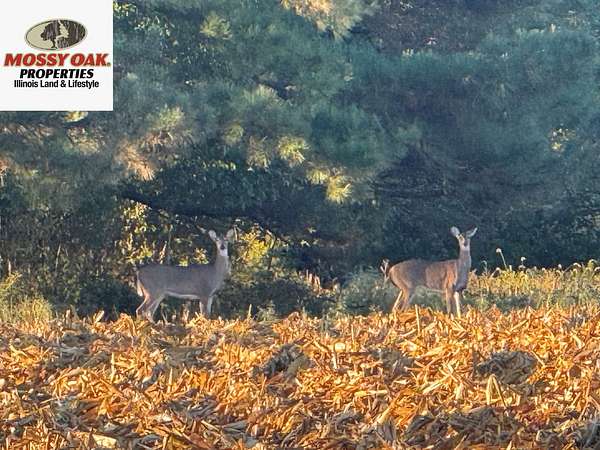 221 Acres of Land for Sale in Xenia, Illinois