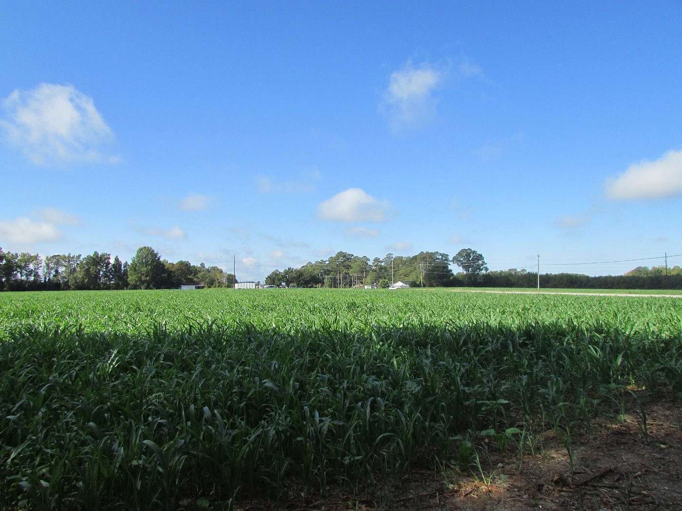57.9 Acres of Land for Sale in Latta, South Carolina