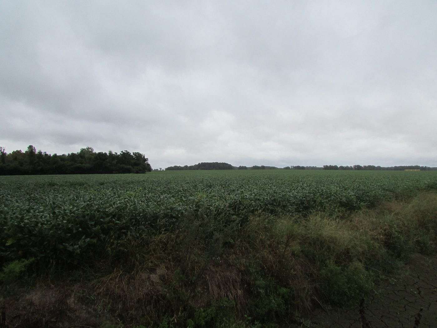 36.5 Acres of Land for Sale in Latta, South Carolina