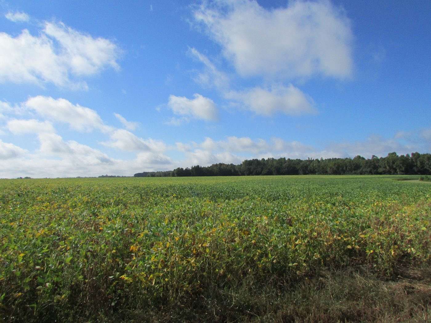51.6 Acres of Land for Sale in Latta, South Carolina
