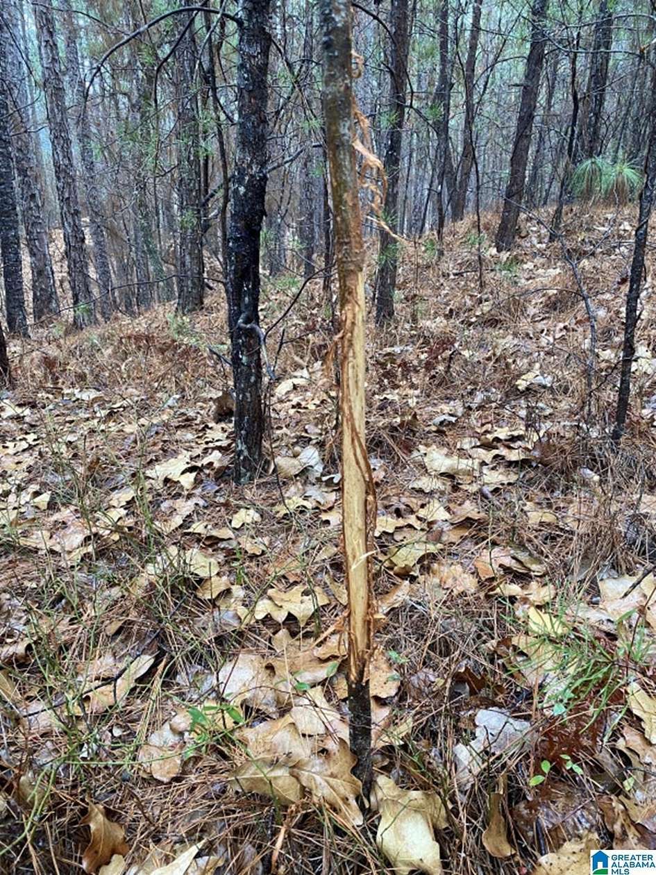 23 Acres of Recreational & Residential Land for Sale in Pelham, Alabama