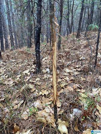 23 Acres of Recreational & Residential Land for Sale in Pelham, Alabama