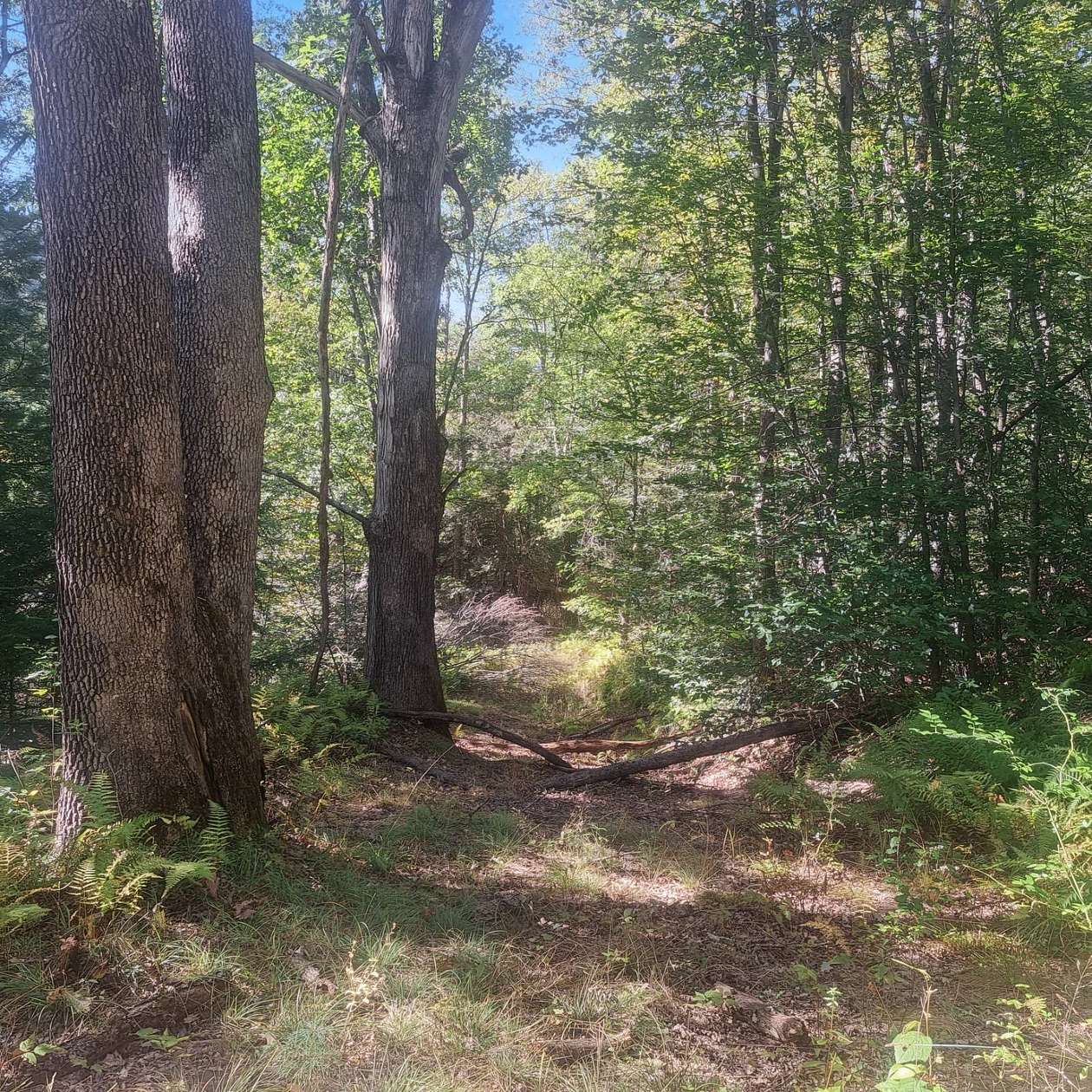 53.3 Acres of Recreational & Residential Land for Sale in Gaines, Pennsylvania