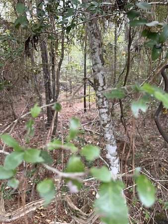 0.23 Acres of Residential Land for Sale in Brookeland, Texas