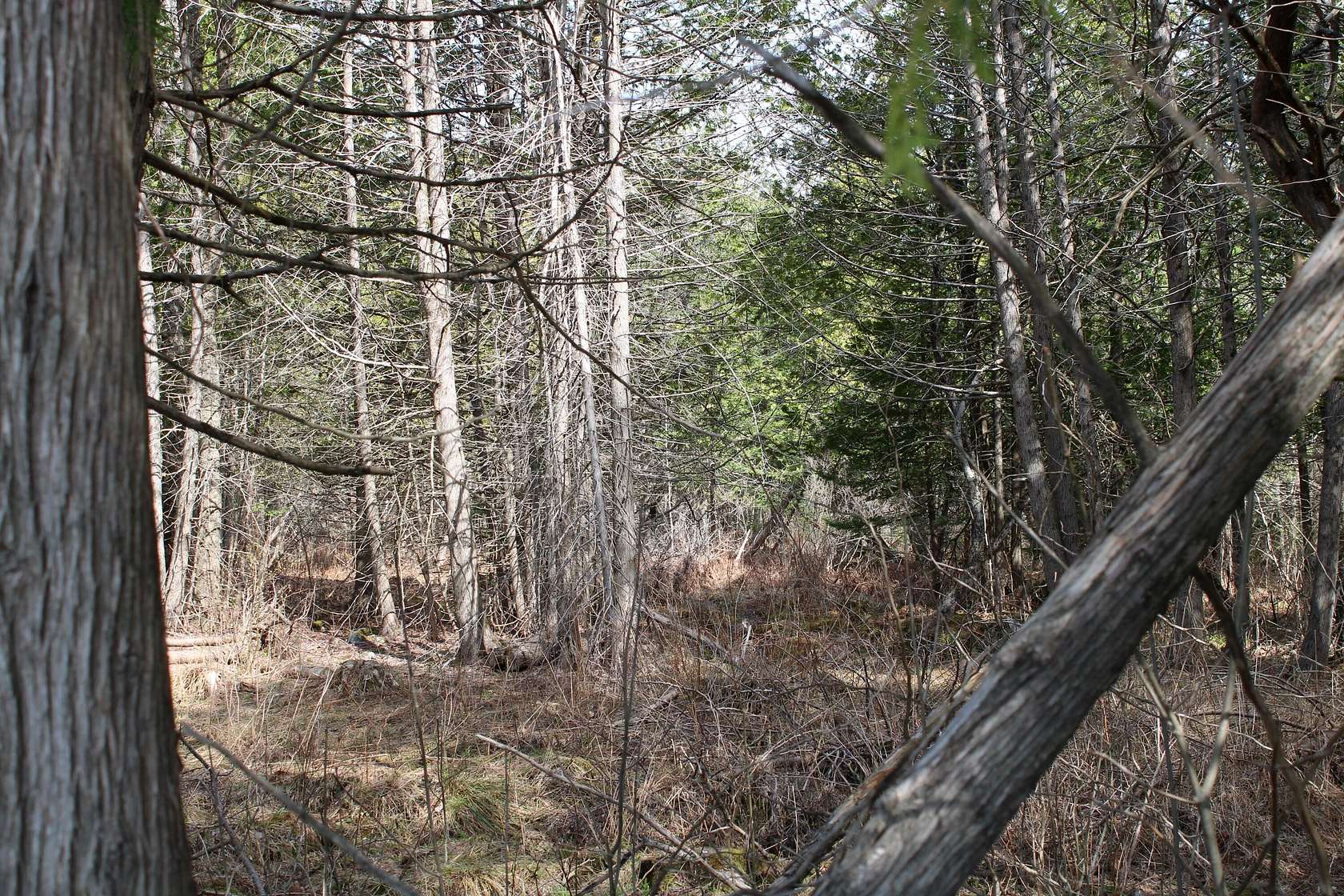 30 Acres of Recreational & Residential Land for Sale in Ripley, Maine