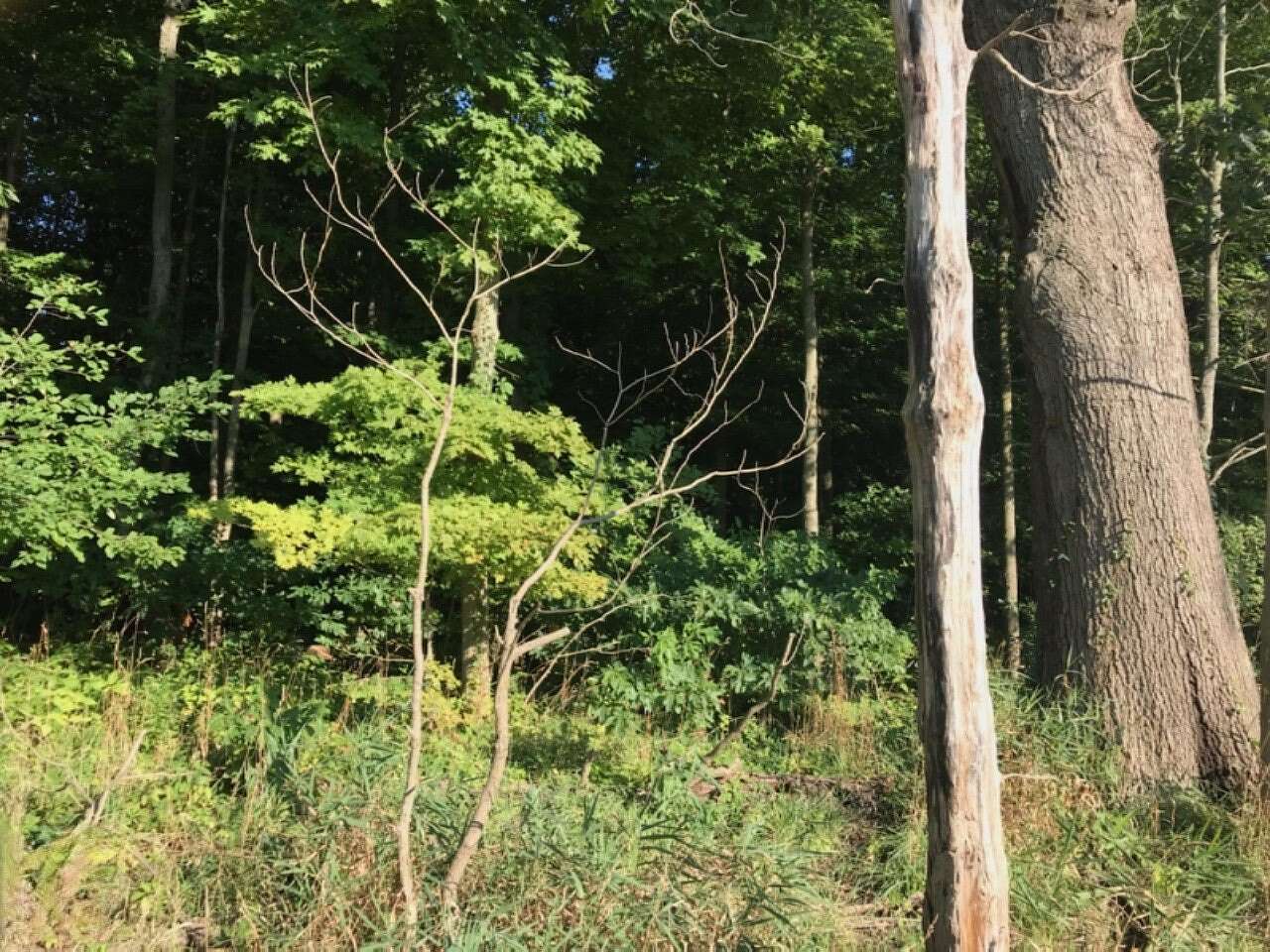 10 Acres of Recreational Land for Sale in Decatur, Michigan