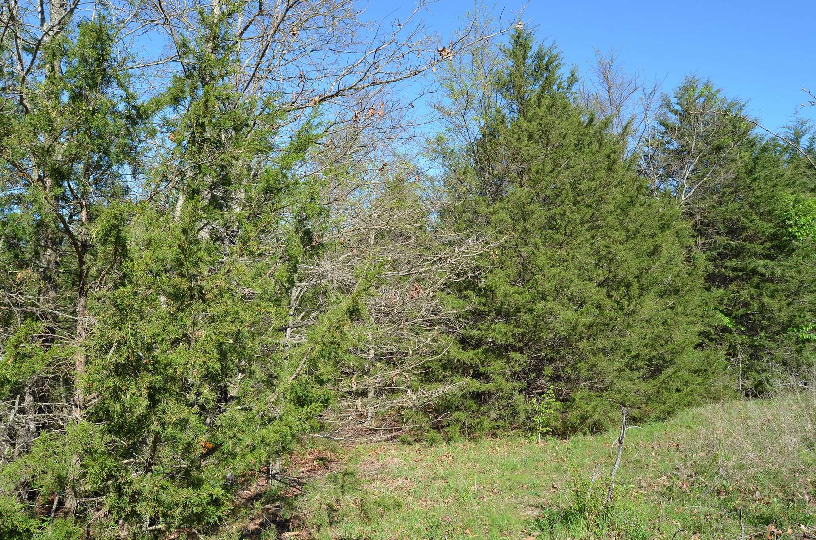 1.1 Acres of Residential Land for Sale in Lampe, Missouri