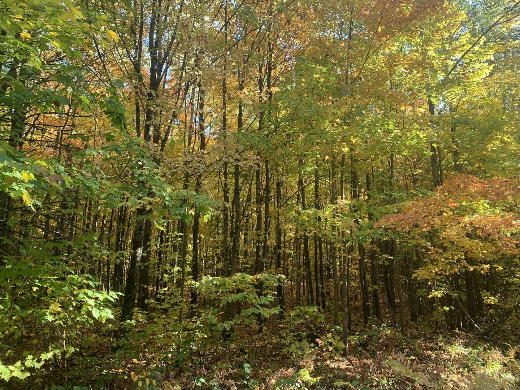 119 Acres of Recreational Land for Sale in Glidden, Wisconsin