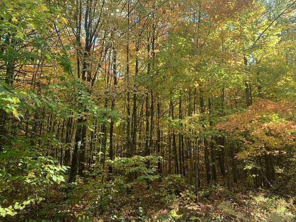 119 Acres of Recreational Land for Sale in Glidden, Wisconsin