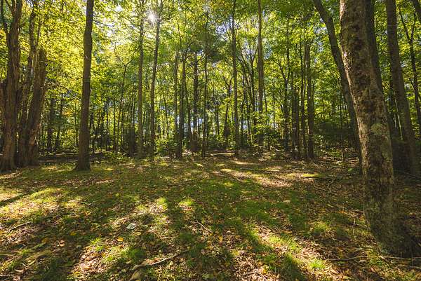 100 Acres of Land for Auction in Hiwassee, Virginia