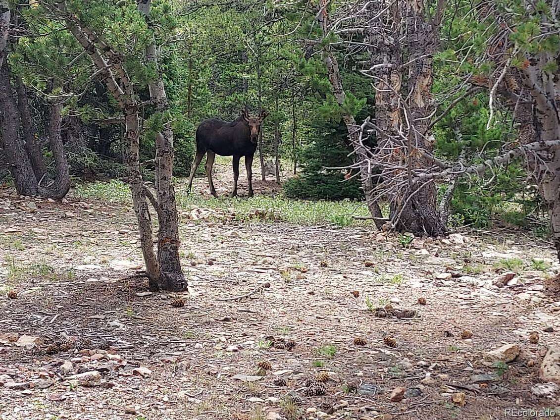 5 Acres of Land for Sale in Nederland, Colorado