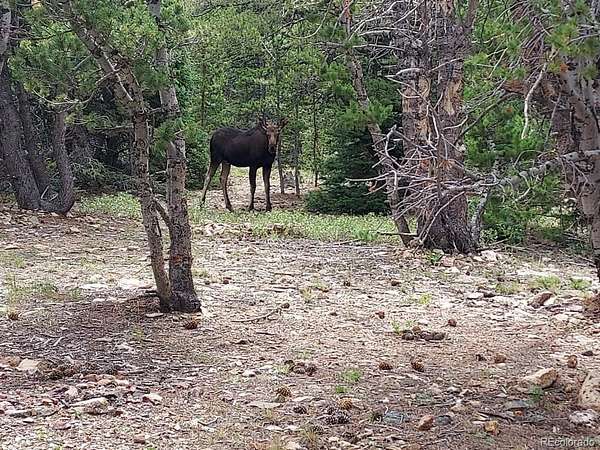5 Acres of Land for Sale in Nederland, Colorado