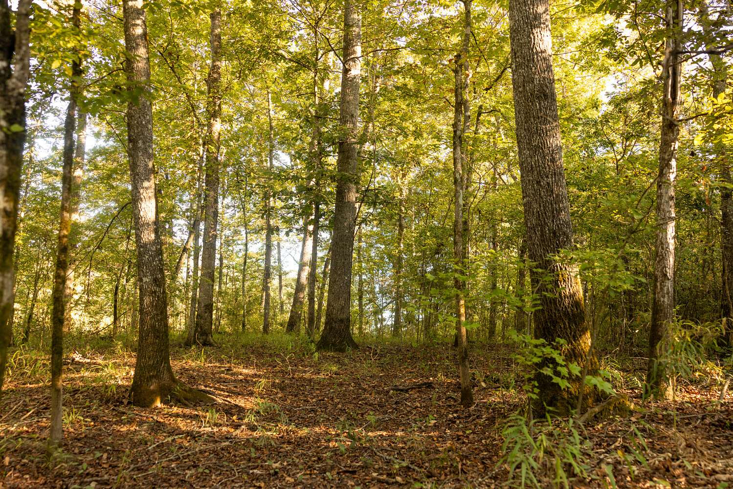 204 Acres of Recreational Land for Sale in Macon, Mississippi
