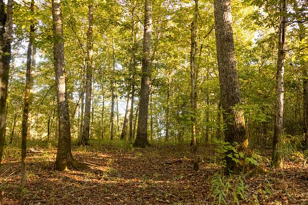 204 Acres of Recreational Land for Sale in Macon, Mississippi