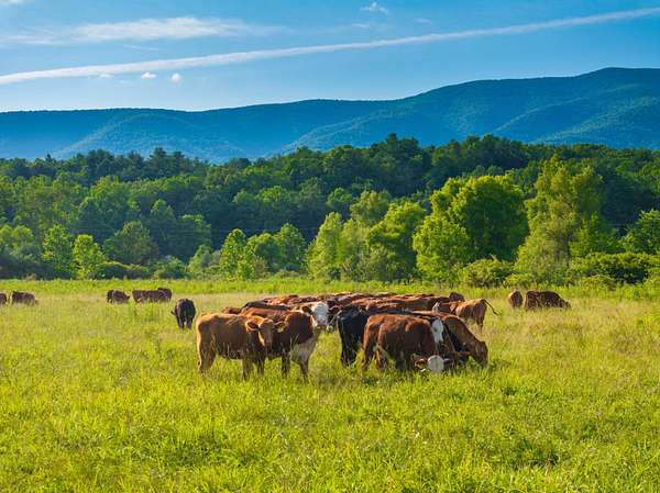 Pasture Rotation Maps 571 Acres of Land with Home for Sale in Swoope, Virginia - LandSearch