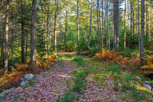 17.8 Acres of Land for Sale in Surry, Maine