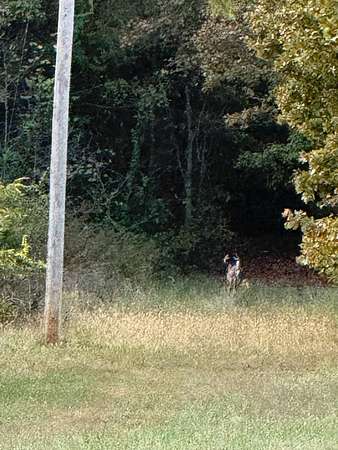 50.4 Acres of Recreational & Residential Land for Sale in Humansville, Missouri