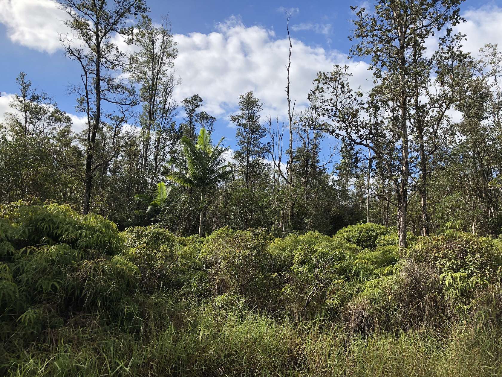 3 Acres of Land for Sale in Mountain View, Hawaii