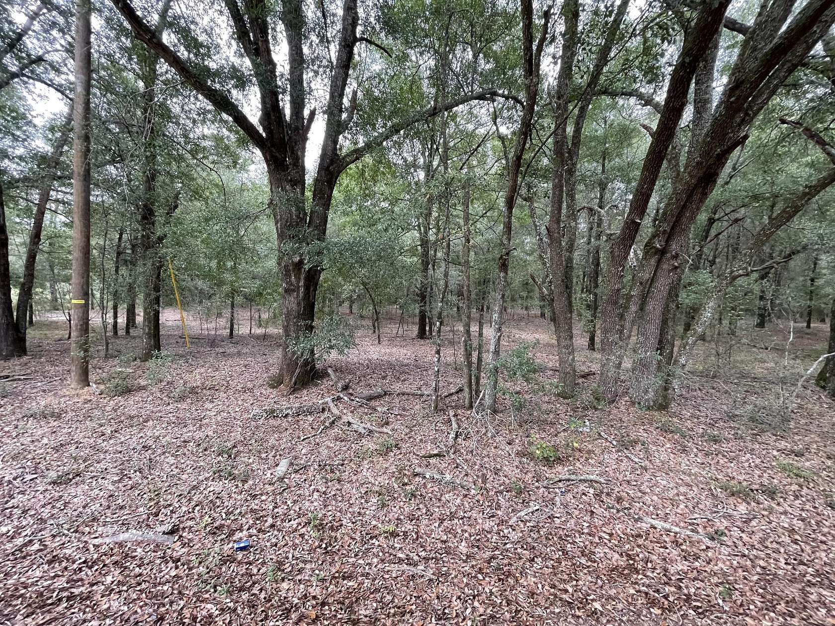 15.7 Acres of Land for Sale in Salley, South Carolina