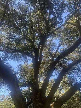 0.5 Acres of Land for Sale in Lumberton, Mississippi