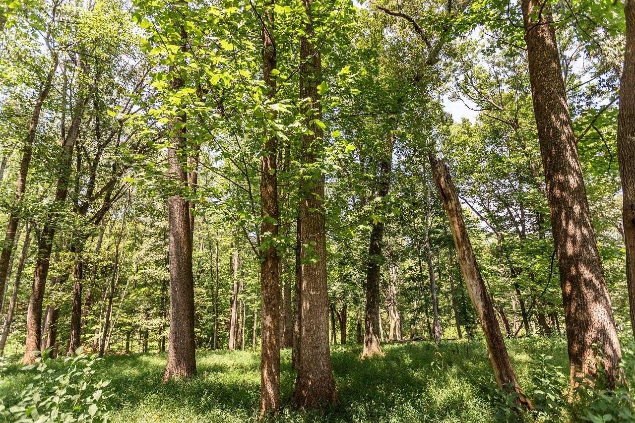 53.8 Acres of Land for Auction in Amherst, Virginia