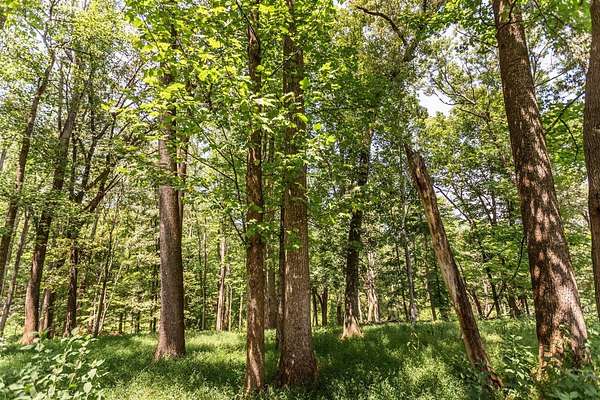 53.8 Acres of Land for Auction in Amherst, Virginia