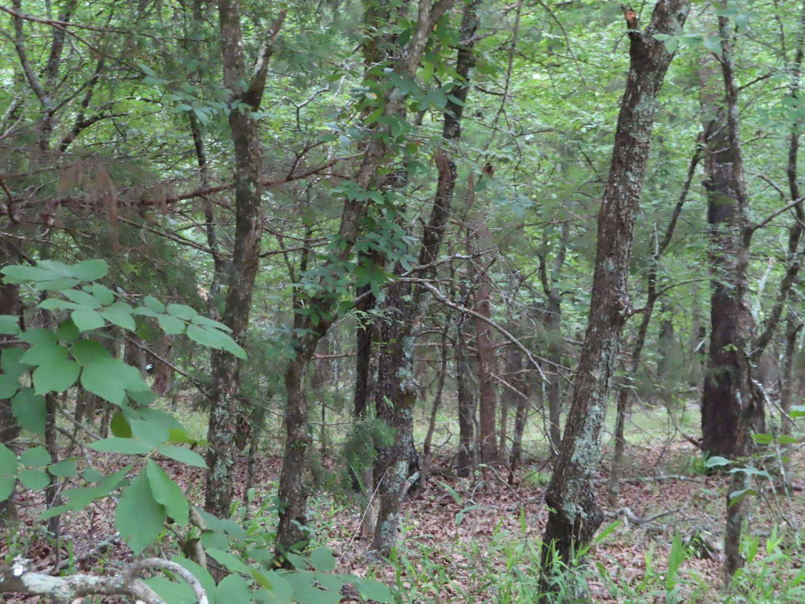 18 Acres of Recreational Land for Sale in Red Oak, Oklahoma
