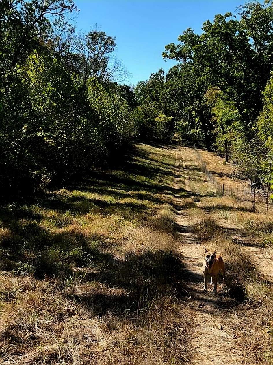 35 Acres of Recreational Land for Sale in Cabool, Missouri