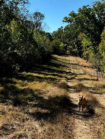35 Acres of Recreational Land for Sale in Cabool, Missouri