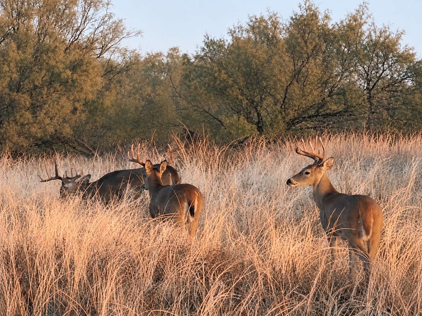 320 Acres of Land for Sale in Paducah, Texas