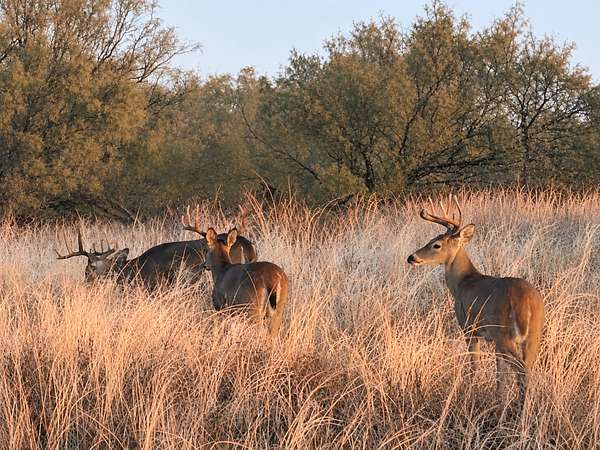 320 Acres of Land for Sale in Paducah, Texas