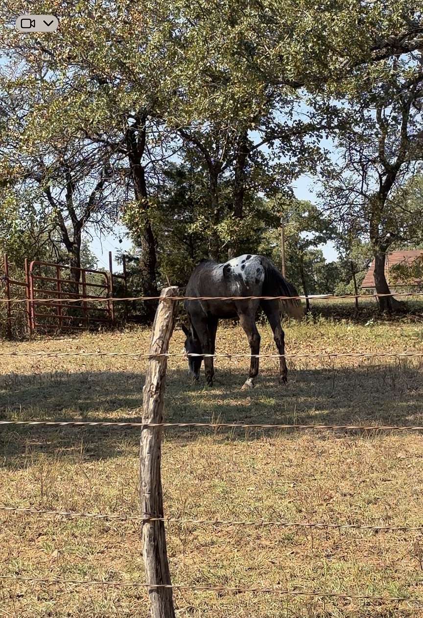 10 Acres of Recreational & Residential Land for Sale in Burleson, Texas