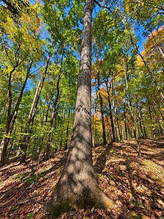 43.3 Acres of Recreational Land for Sale in Morgantown, Kentucky