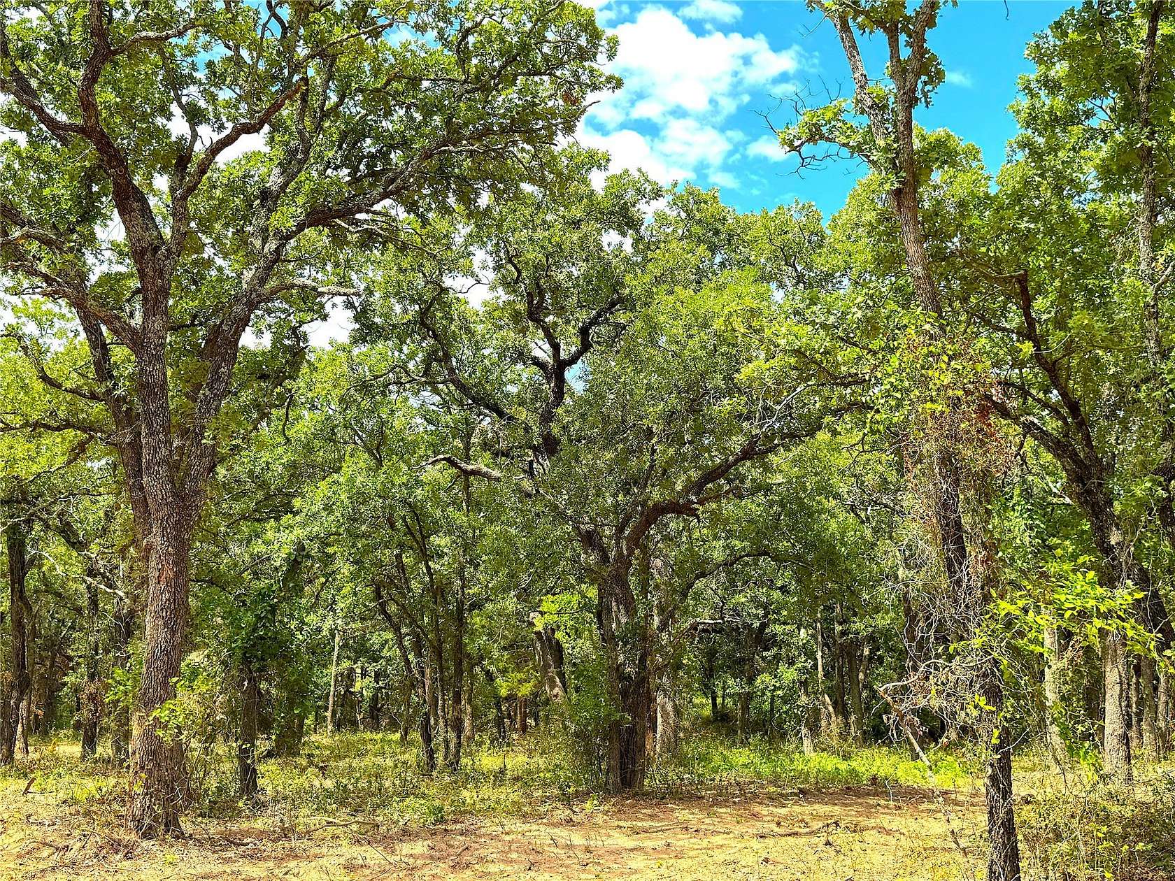 15 Acres of Land for Sale in Poolville, Texas