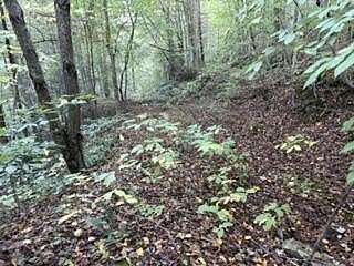 72.4 Acres of Land for Sale in Hyden, Kentucky