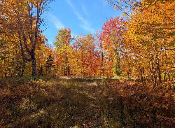 40 Acres of Recreational Land for Sale in Upson, Wisconsin