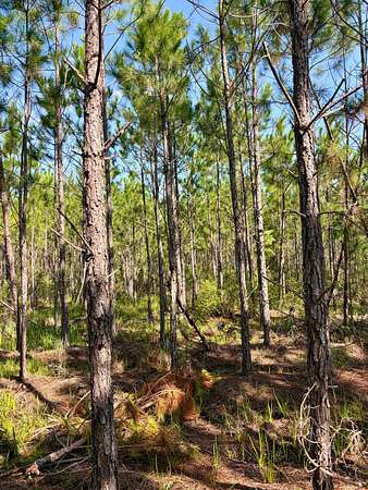 26.1 Acres of Recreational Land for Sale in Greenville, Florida