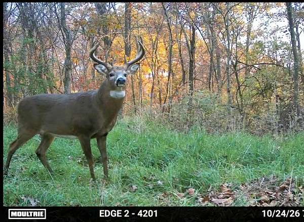 196 Acres of Land for Sale in Gays Mills, Wisconsin