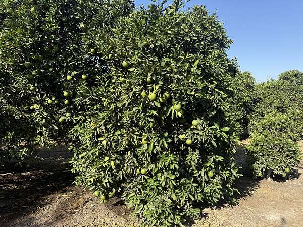 164 Acres of Land for Sale in Porterville, California