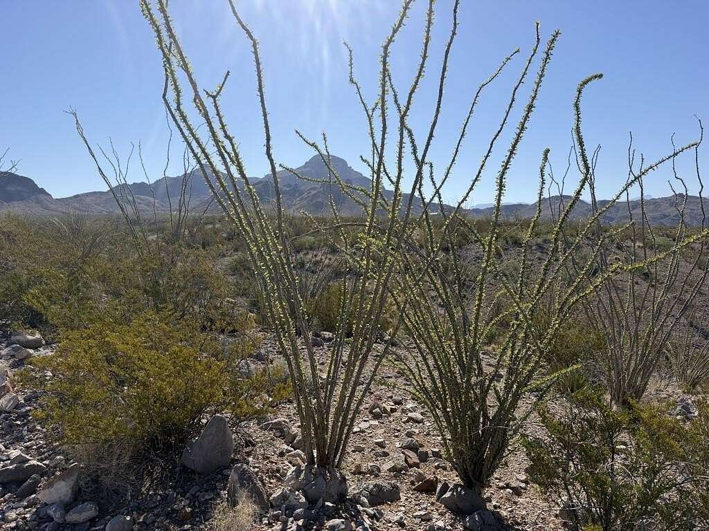 40 Acres of Recreational Land for Sale in Terlingua, Texas