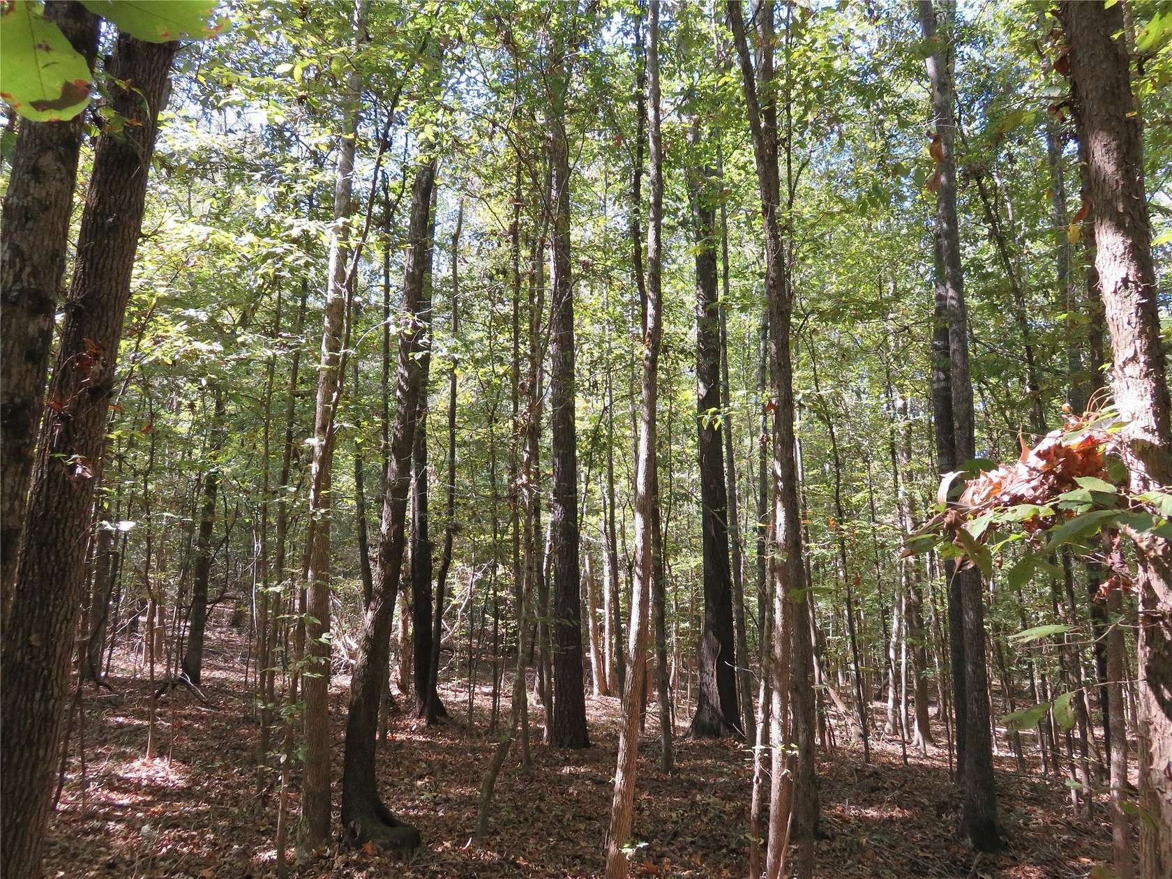 274 Acres of Recreational Land for Sale in Garrison, Texas